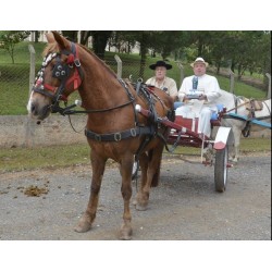 Mais de 100 cavaleiros participaram da procissão da festa em louvor a Nossa Senhora das Dores e Capelinhas